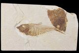 Diplomystus Fossil Fish - Wyoming #104006-1